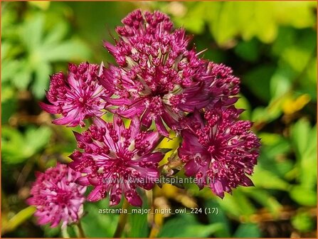 Astrantia major &#039;Night Owl&#039; | Zeeuws knoopje, Groot sterrenscherm | Gro&szlig;e Sterndolde | Greater Masterwort