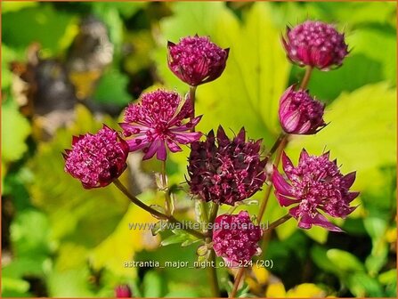 Astrantia major &#039;Night Owl&#039; | Zeeuws knoopje, Groot sterrenscherm | Gro&szlig;e Sterndolde | Greater Masterwort