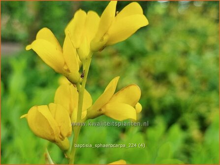 Baptisia sphaerocarpa | Gele wilde indigo, Valse indigo, Indigolupine | Kleinere F&auml;rberh&uuml;lse | Yellow Wild Indigo