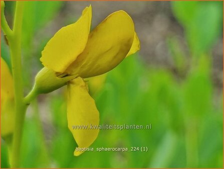 Baptisia sphaerocarpa | Gele wilde indigo, Valse indigo, Indigolupine | Kleinere F&auml;rberh&uuml;lse | Yellow Wild Indigo