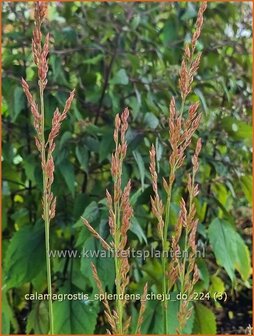 Calamagrostis splendens &#039;Cheju-Do&#039; | Struisriet | Reitgras | Feather Reed Grass