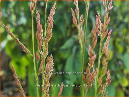 Calamagrostis splendens &#039;Cheju-Do&#039; | Struisriet | Reitgras | Feather Reed Grass