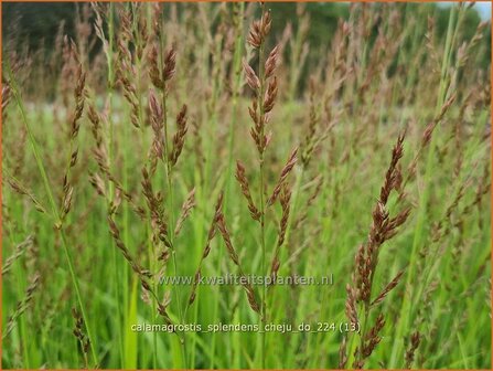 Calamagrostis splendens &#039;Cheju-Do&#039; | Struisriet | Reitgras | Feather Reed Grass