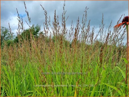 Calamagrostis splendens &#039;Cheju-Do&#039; | Struisriet | Reitgras | Feather Reed Grass