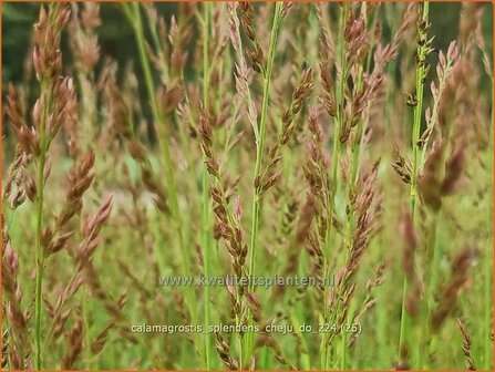 Calamagrostis splendens &#039;Cheju-Do&#039; | Struisriet | Reitgras | Feather Reed Grass