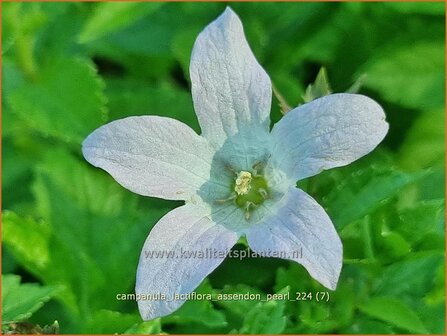 Campanula lactiflora &#039;Assendon Pearl&#039; | Celtisbladklokje, Klokjesbloem, Klokje | Dolden-Glockenblume | Milky Bellflow