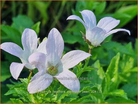 Campanula lactiflora &#039;Assendon Pearl&#039; | Celtisbladklokje, Klokjesbloem, Klokje | Dolden-Glockenblume | Milky Bellflow