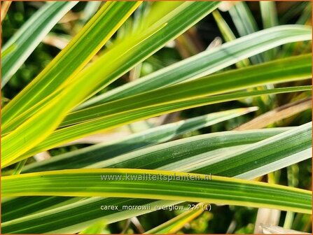 Carex morrowii &#039;Everglow&#039; | Japanse zegge, Zegge | Japan-Segge | Japanese Sedge