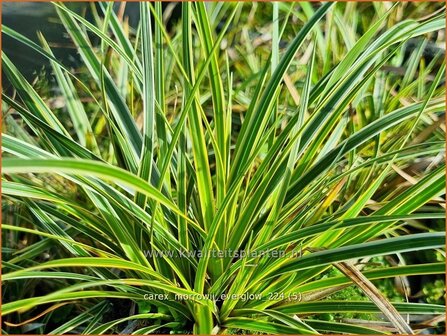 Carex morrowii &#039;Everglow&#039; | Japanse zegge, Zegge | Japan-Segge | Japanese Sedge