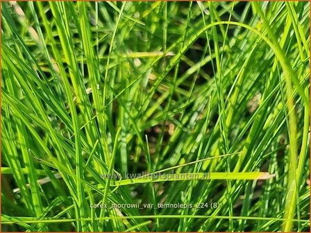 Carex morrowii var. temnolepis | Japanse zegge, Zegge | Zarte Japan-Segge | Japanese Sedge