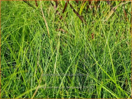 Carex morrowii var. temnolepis | Japanse zegge, Zegge | Zarte Japan-Segge | Japanese Sedge