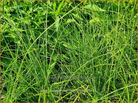 Carex morrowii var. temnolepis | Japanse zegge, Zegge | Zarte Japan-Segge | Japanese Sedge