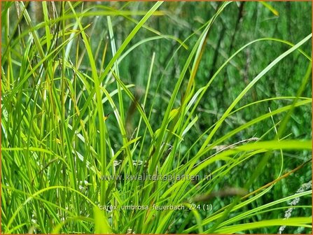 Carex umbrosa &#039;Feuerbach&#039; | Schaduwzegge, Zegge | Schatten-Segge | Shady Sedge