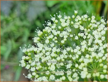 Cenolophium denudatum | Baltische peterselie | Baltische Petersilie | Baltic Parsley