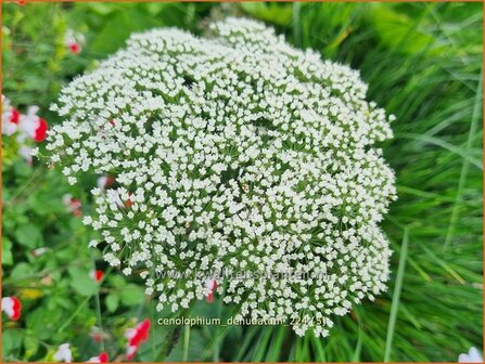 Cenolophium denudatum | Baltische peterselie | Baltische Petersilie | Baltic Parsley