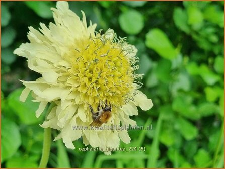 Cephalaria gigantea | Reuzenscabiosa, Schoepkruid, Plathoofd, Gele scabiosa | Gro&szlig;er Schuppenkopf | Giant Yellow Scabiou