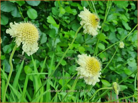 Cephalaria gigantea | Reuzenscabiosa, Schoepkruid, Plathoofd, Gele scabiosa | Gro&szlig;er Schuppenkopf | Giant Yellow Scabiou