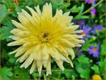 Chrysanthemum &#039;Erntekranz&#039; | Tuinchrysant, Chrysant | Herbstchrysantheme | Chrysanthemum