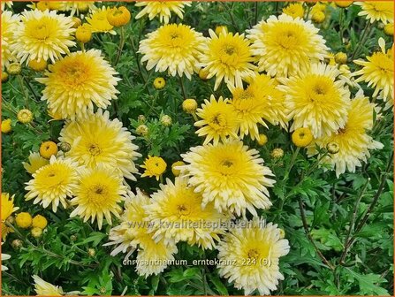 Chrysanthemum &#039;Erntekranz&#039; | Tuinchrysant, Chrysant | Herbstchrysantheme | Chrysanthemum