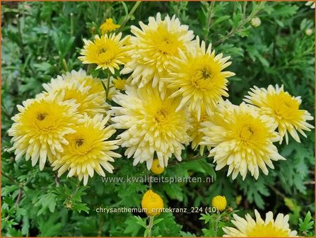 Chrysanthemum &#039;Erntekranz&#039; | Tuinchrysant, Chrysant | Herbstchrysantheme | Chrysanthemum