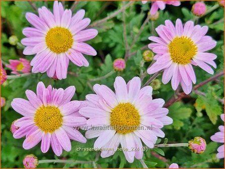 Chrysanthemum &#039;Hebe&#039; | Tuinchrysant, Chrysant | Herbstchrysantheme | Chrysanthemum