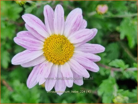 Chrysanthemum &#039;Hebe&#039; | Tuinchrysant, Chrysant | Herbstchrysantheme | Chrysanthemum