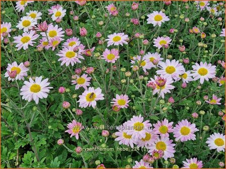 Chrysanthemum &#039;Hebe&#039; | Tuinchrysant, Chrysant | Herbstchrysantheme | Chrysanthemum