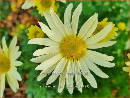 Chrysanthemum &#039;Lichtkuppel&#039; | Tuinchrysant, Chrysant | Herbstchrysantheme | Chrysanthemum