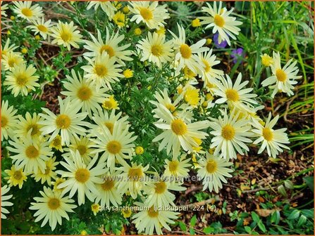 Chrysanthemum &#039;Lichtkuppel&#039; | Tuinchrysant, Chrysant | Herbstchrysantheme | Chrysanthemum