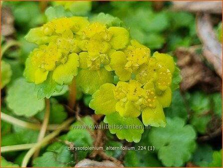 Chrysosplenium alternifolium | Verspreidbladig goudveil, Goudveil | Wechselbl&auml;ttriges Milzkraut | Alternate-Leaved Golden Saxi