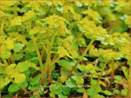 Chrysosplenium alternifolium | Verspreidbladig goudveil, Goudveil | Wechselbl&auml;ttriges Milzkraut | Alternate-Leaved Golden Saxi