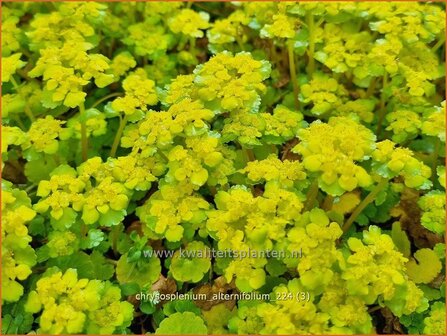 Chrysosplenium alternifolium | Verspreidbladig goudveil, Goudveil | Wechselbl&auml;ttriges Milzkraut | Alternate-Leaved Golden Saxi