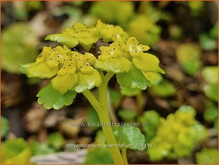 Chrysosplenium alternifolium | Verspreidbladig goudveil, Goudveil | Wechselbl&auml;ttriges Milzkraut | Alternate-Leaved Golden Saxi