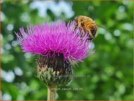 Cirsium canum | Grijze vederdistel, Paarse vederdistel, Vederdistel | Graue Kratzdistel | Queen Anne&#039;s thistle