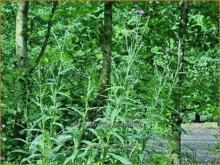 Cirsium canum | Grijze vederdistel, Paarse vederdistel, Vederdistel | Graue Kratzdistel | Queen Anne&#039;s thistle