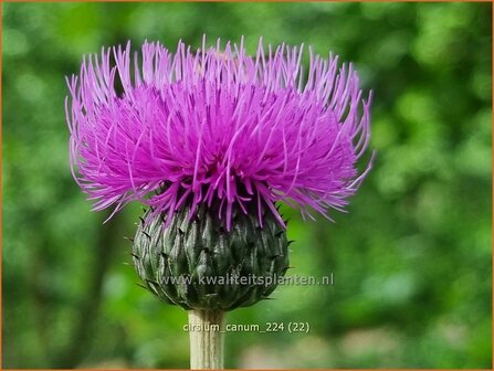 Cirsium canum | Grijze vederdistel, Paarse vederdistel, Vederdistel | Graue Kratzdistel | Queen Anne&#039;s thistle