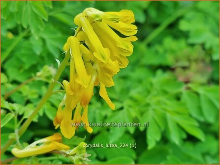 Corydalis lutea | Gele helmbloem, Helmbloem | Gelber Lerchensporn | Yellow Corydalis