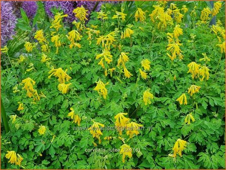 Corydalis lutea | Gele helmbloem, Helmbloem | Gelber Lerchensporn | Yellow Corydalis