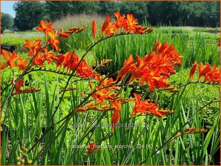 Crocosmia &#039;Firestars Scorchio&#039; | Montbretia | Montbretie | Montbretia