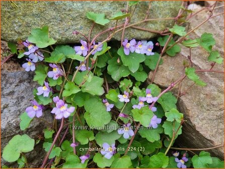 Cymbalaria muralis | Muurleeuwenbek | Mauer-Zimbelkraut | Ivy-Leaf Toadflax