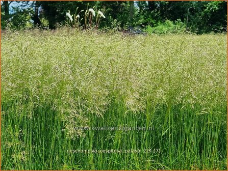 Deschampsia cespitosa &#039;Palava&#039; | Ruwe smele, Smele | Waldschmiele | Tufted Hair Grass