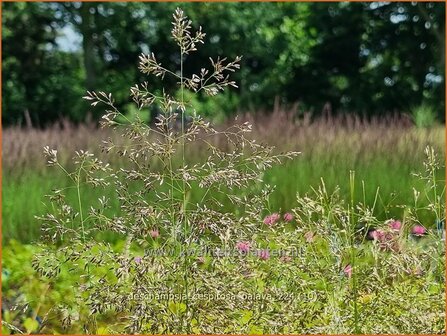 Deschampsia cespitosa &#039;Palava&#039; | Ruwe smele, Smele | Waldschmiele | Tufted Hair Grass