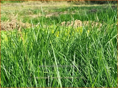 Deschampsia cespitosa &#039;Palava&#039; | Ruwe smele, Smele | Waldschmiele | Tufted Hair Grass