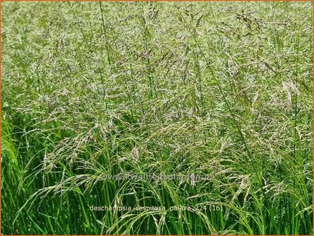 Deschampsia cespitosa &#039;Palava&#039; | Ruwe smele, Smele | Waldschmiele | Tufted Hair Grass