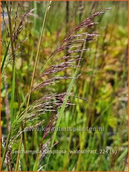 Deschampsia cespitosa &#039;Waldschratt&#039; | Ruwe smele, Smele | Waldschmiele | Tufted Hair Grass