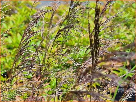 Deschampsia cespitosa &#039;Waldschratt&#039; | Ruwe smele, Smele | Waldschmiele | Tufted Hair Grass