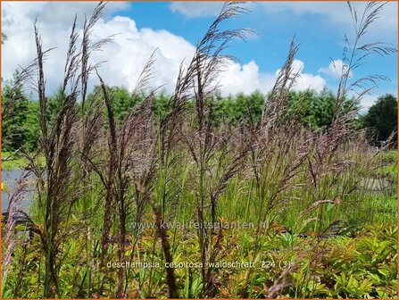 Deschampsia cespitosa &#039;Waldschratt&#039; | Ruwe smele, Smele | Waldschmiele | Tufted Hair Grass