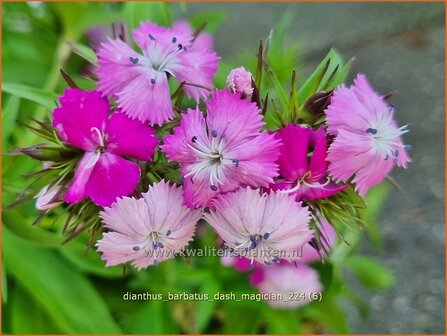 Dianthus barbatus &#039;Dash Magician&#039; | Duizendschoon, Anjer | Bartnelke | Sweet William