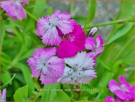 Dianthus barbatus &#039;Dash Magician&#039; | Duizendschoon, Anjer | Bartnelke | Sweet William