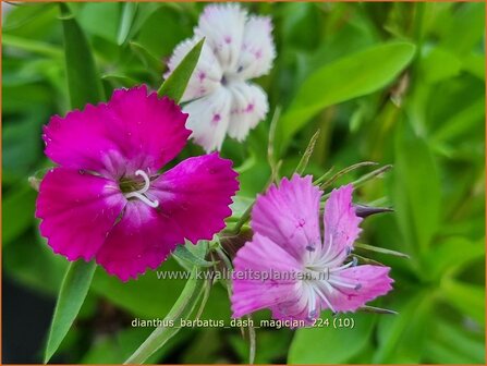 Dianthus barbatus &#039;Dash Magician&#039; | Duizendschoon, Anjer | Bartnelke | Sweet William